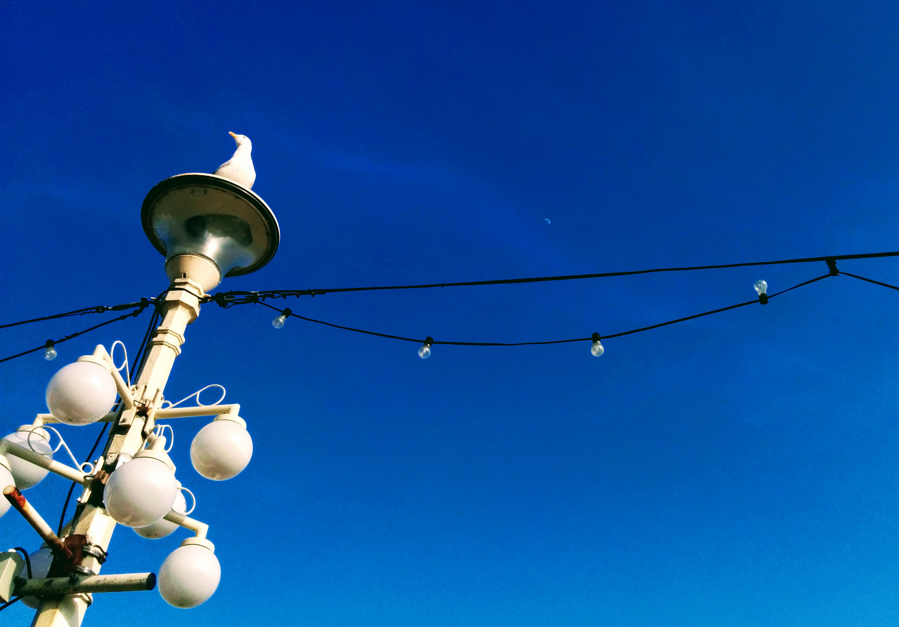 blue sky & gull on the seafront