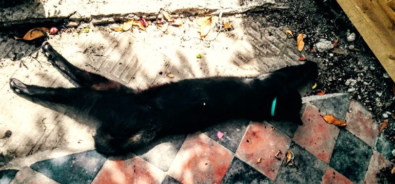 Bobby in the sun