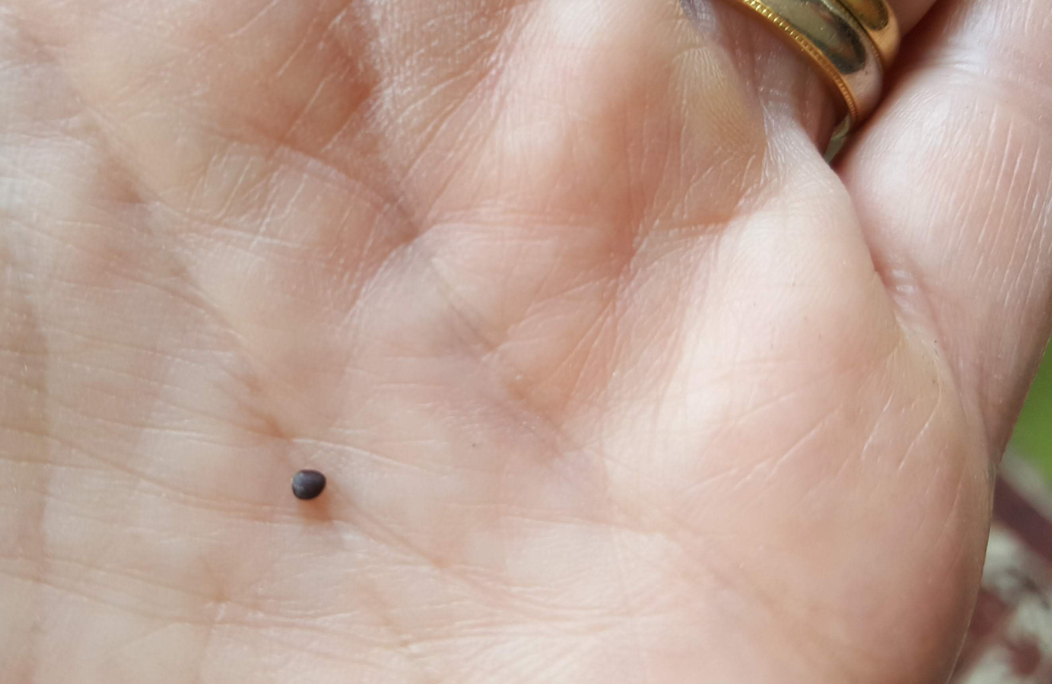 A seed of a broccoli plant