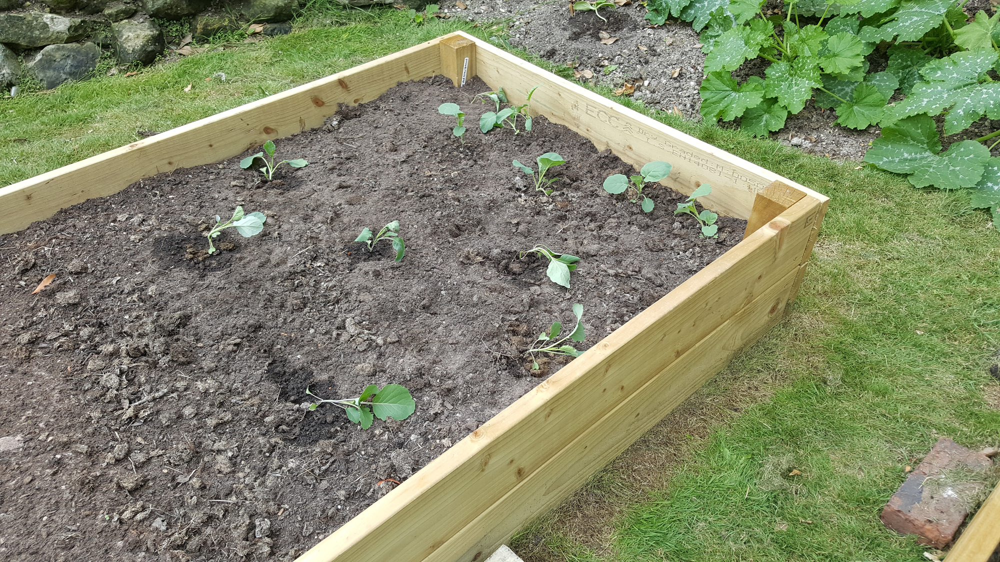 Broccoli seedlings