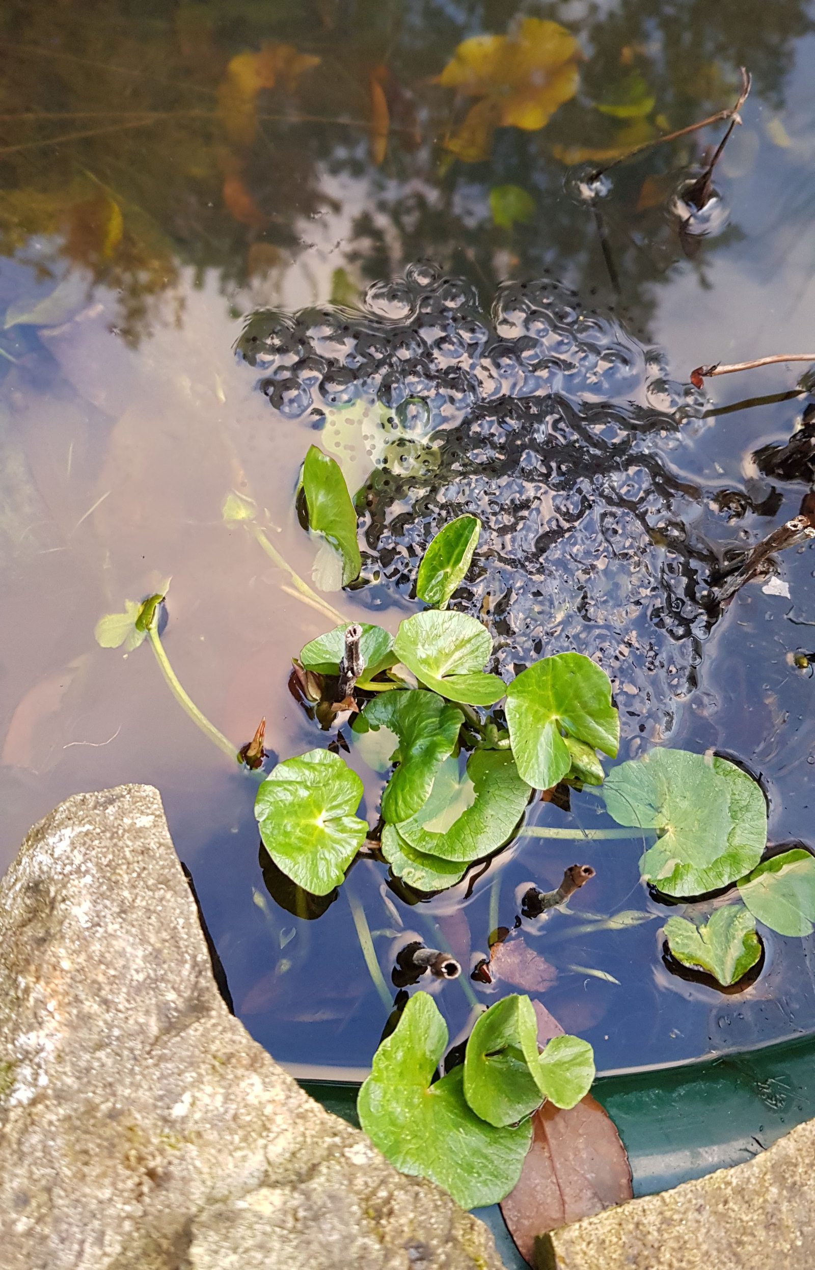 Frogspawn