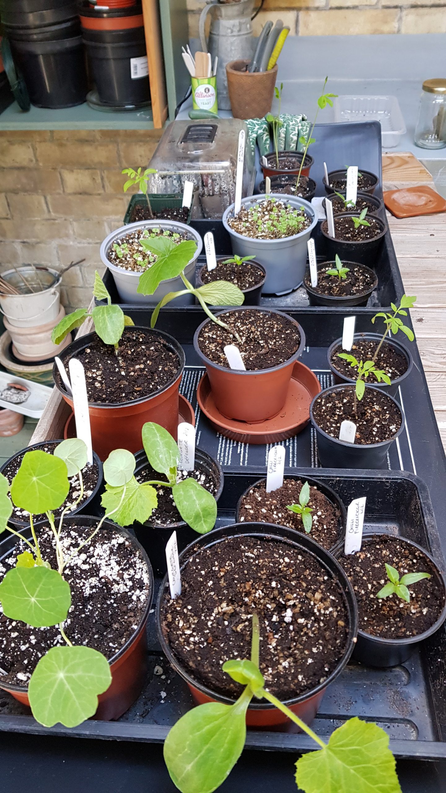 Seedlings in the potting shed