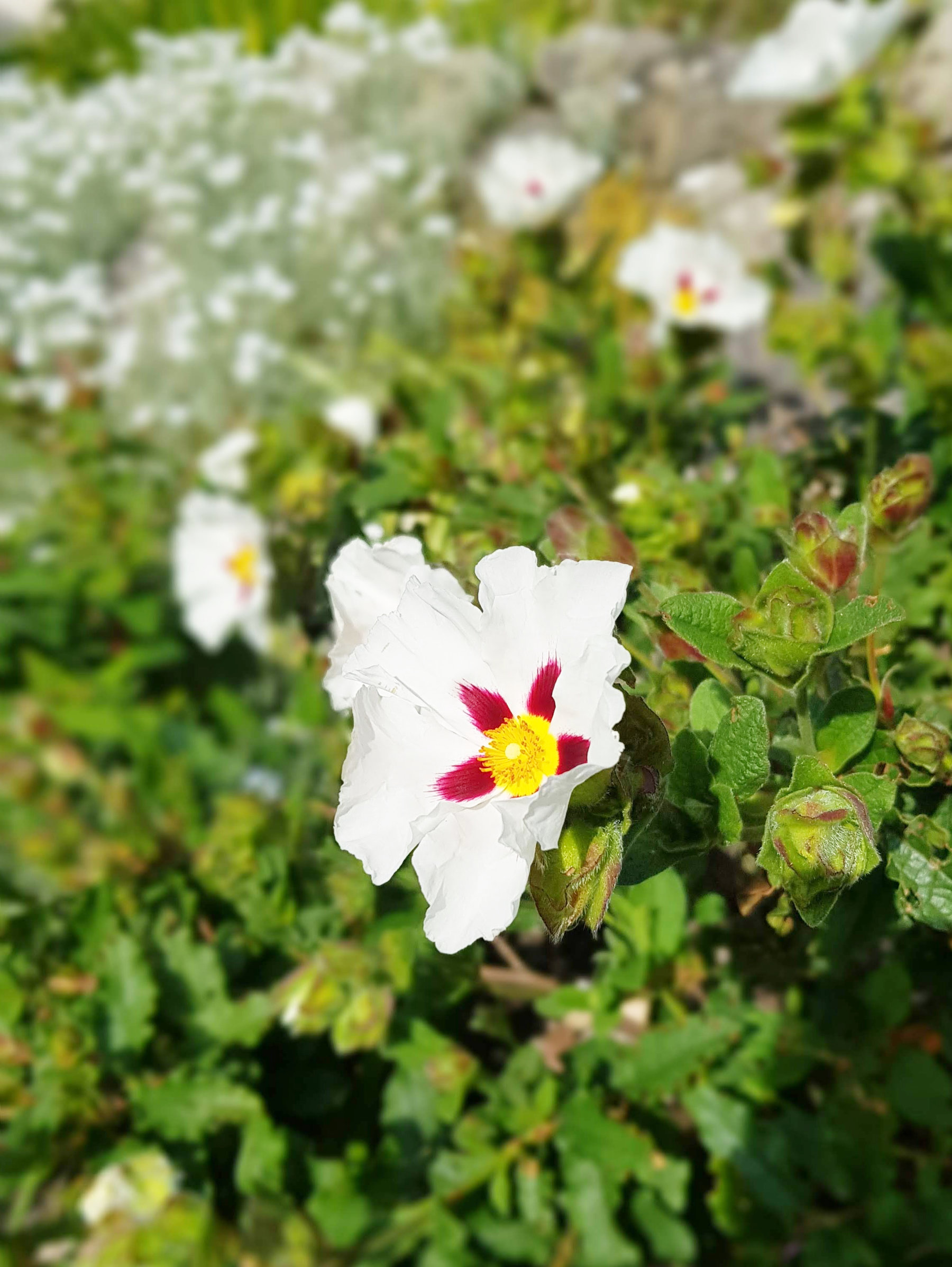 Cistus in flower