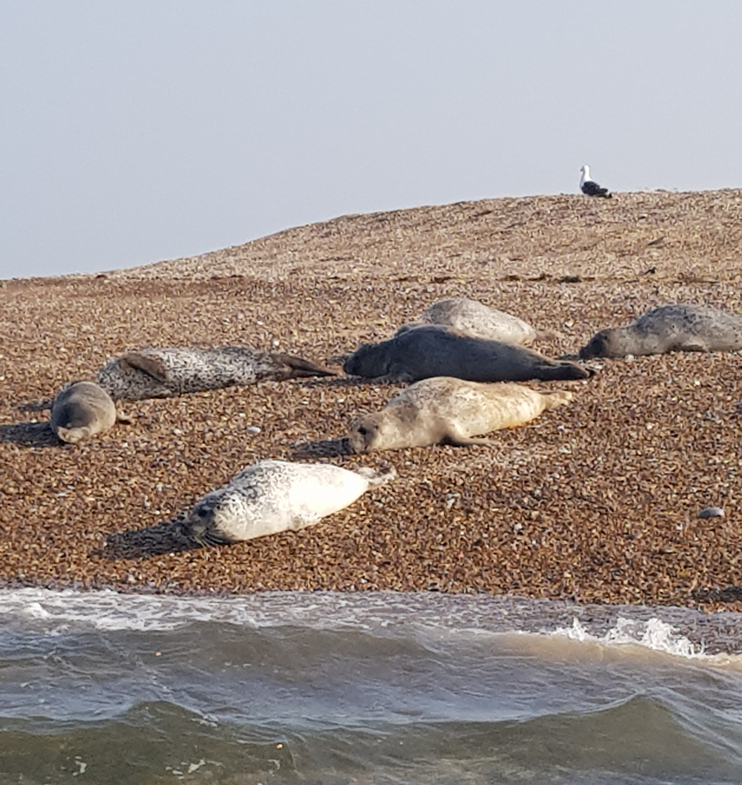 Obligatory trip to see the seals at Blakeney Point
