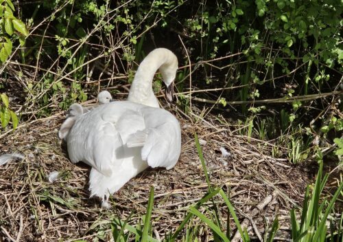 new born cygnets on the Itchen in Winchester