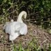 new born cygnets on the Itchen in Winchester