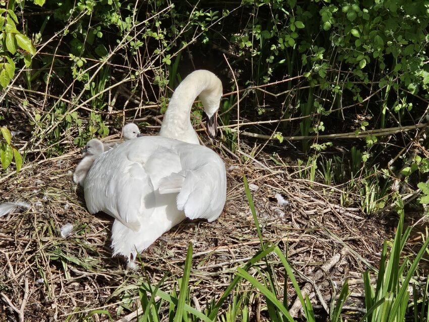 new born cygnets on the Itchen in Winchester